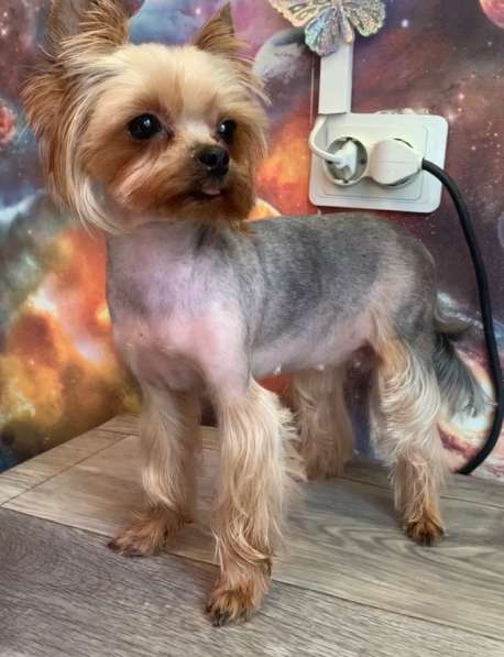 Стрижка собак мелких пород в Яхроме фото 3