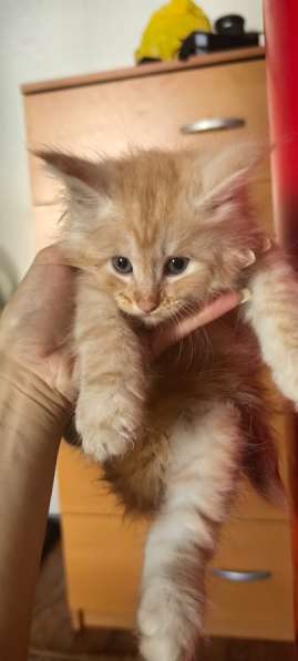 Котята мейн-кун в Чехове фото 6