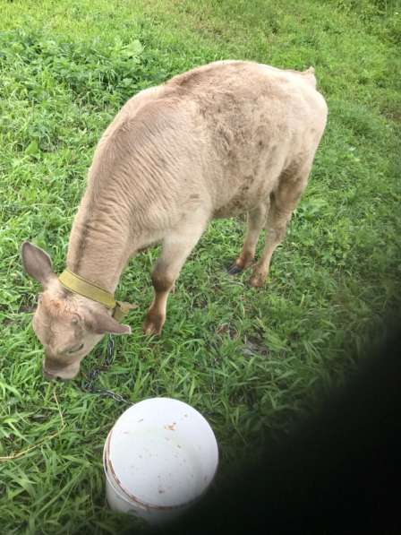 Бык и тёлка