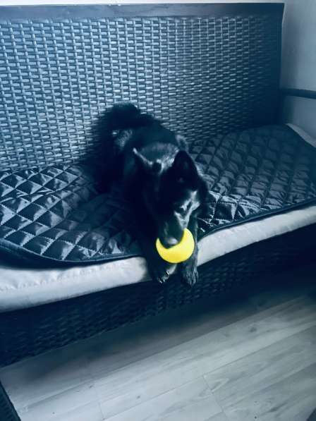 Шиперке девочка-ищу дом! в Москве фото 4