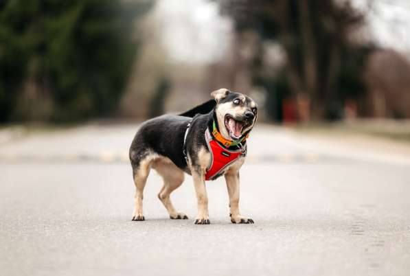 Маленькая собачка Дора в дар