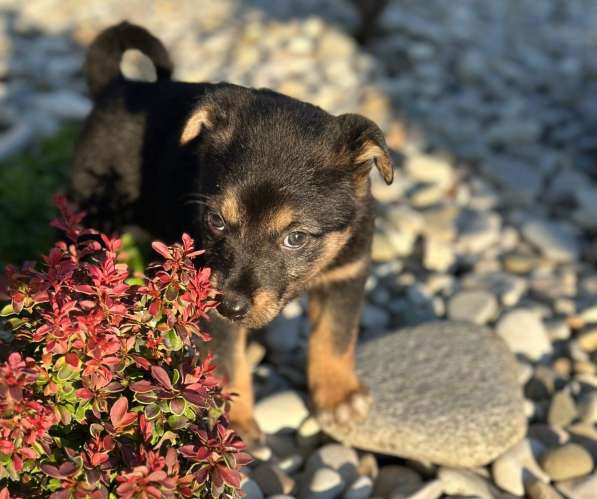 Милая щенок-девочка Тея в добрые руки