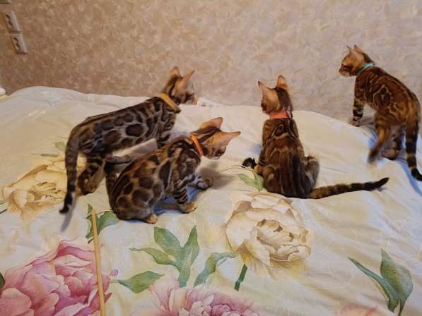 Бенгальские котята в Лобне фото 3