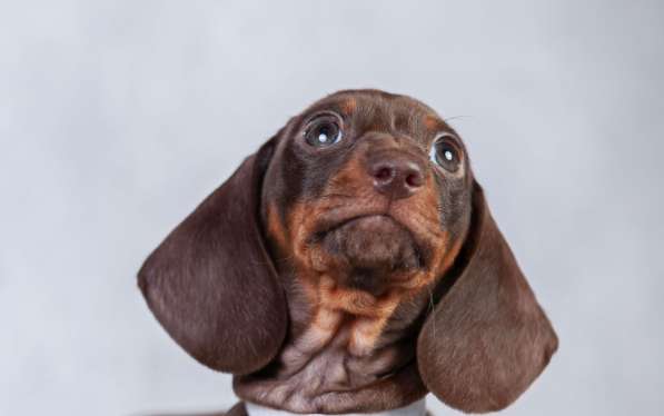 Таксы кроличьи от чемпионов в Москве фото 8