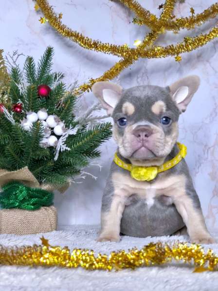 Щенки французского бульдога в Железнодорожном фото 4