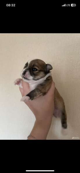 Чихуахуа в Рязани фото 4