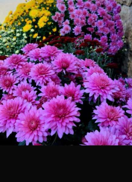 Хризантемы в Хасавюрте фото 3