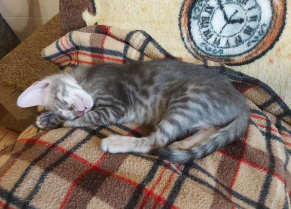 Восточные котята серенгети, ориентал с бенгалом в фото 5