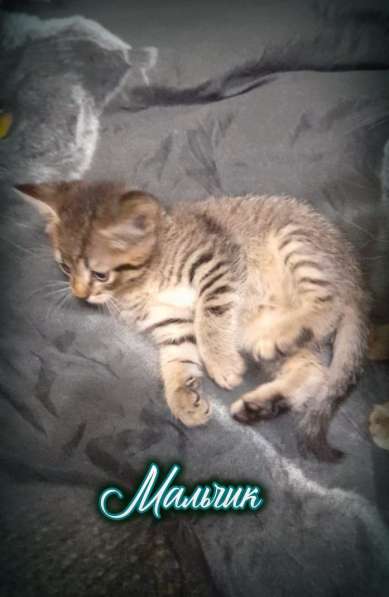 Котята в добрые руки, бесплатно в Подольске фото 10