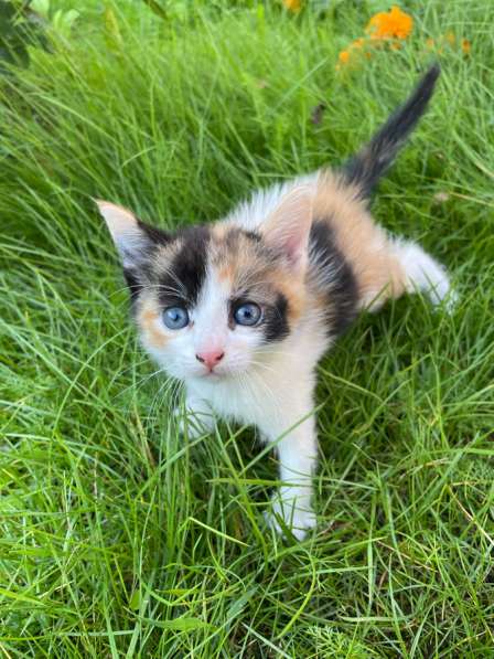 Котята в добрые руки в Твери фото 4