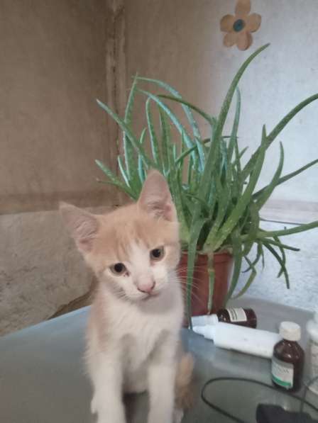 Котята в добрые руки в 