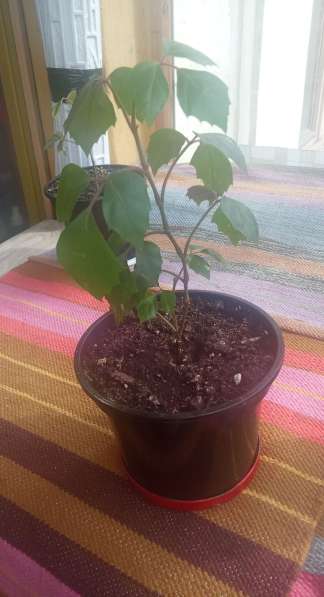 Березка молодая в Москве фото 3