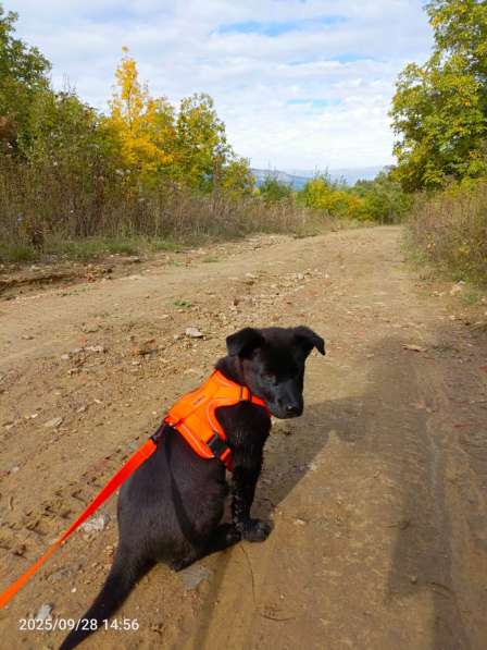 Маленький хорошенький щенок в Санкт-Петербурге фото 7