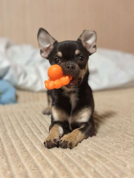 Малышка чихуахуа тип кобби в 
