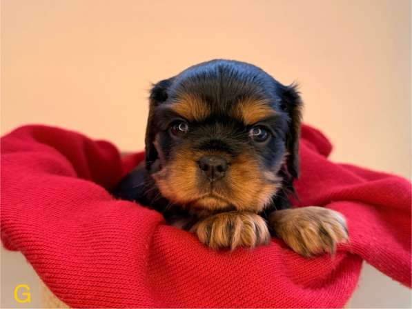 Щенки кавалер Кинг Чарльз спаниель в Москве фото 14