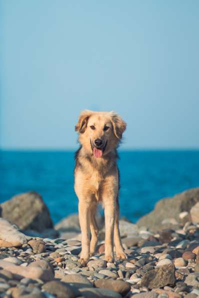 Шапочка ищет дом!!!