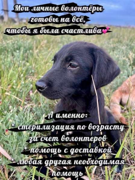 Отдам в добрые руки! в фото 3