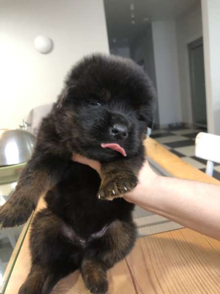 Собака в Москве фото 3