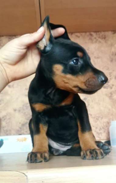 Доберман в Уссурийске