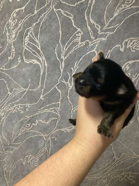 Продам щенков шпица в Иванове фото 13