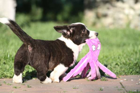 Щенок вельш корги кардиган в Москве фото 10