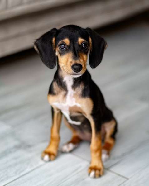 Зиппи ищет своего человека в Москве фото 4