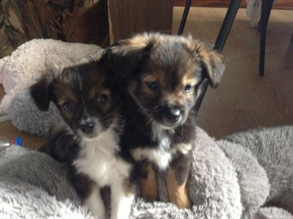 Возьмите друга в семью в Анапе фото 4