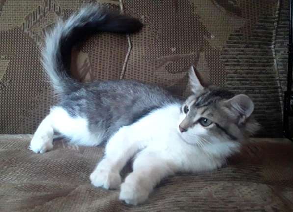 Кошка в добрые руки в Калуге фото 31