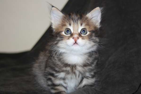 Курильский бобтейл - котята золотого окраса в Краснодаре фото 11