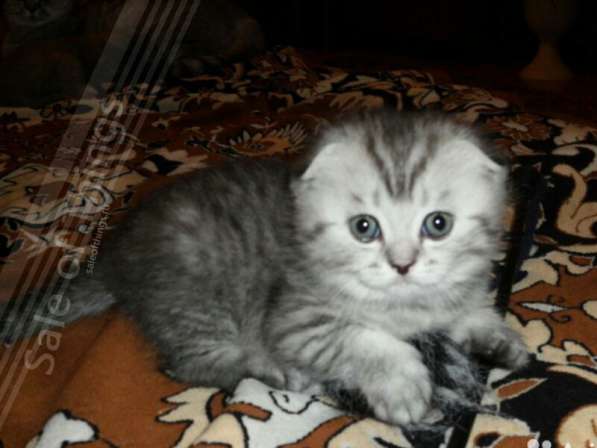 Супер милые котейки в Костроме фото 8