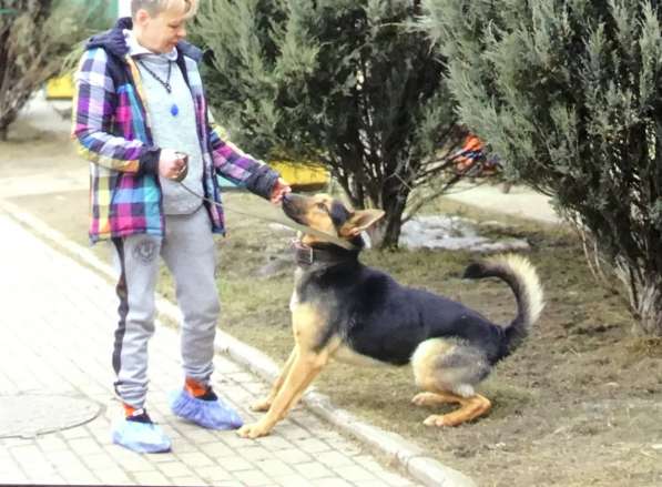 Охранный пёс Граф ищет дом и любящую семью в Москве фото 4