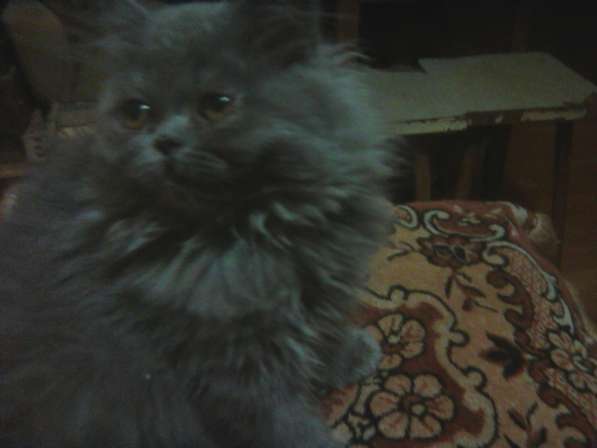 Персидские котятки в Москве фото 8