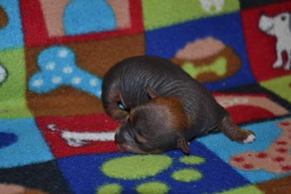 Щенки китайской хохлатой собаки мини в Пушкино фото 4