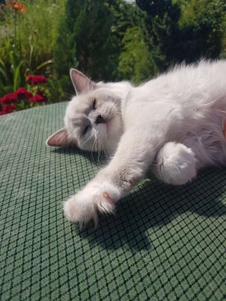 Рэгдолл котята в фото 37