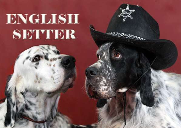 Английский сеттер щенки из элитного питомника в Москве фото 43