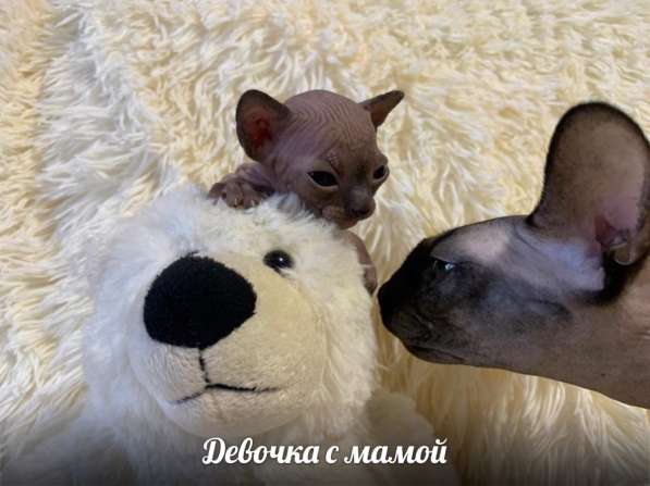 Котята в Балашихе фото 17