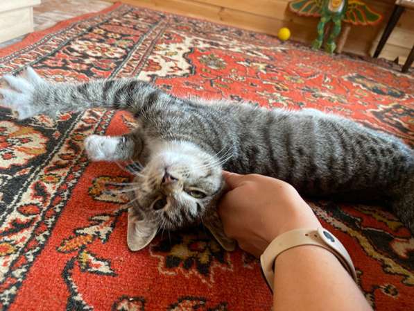 Ласковый котёнок Яшенька в добрые руки в Москве фото 6