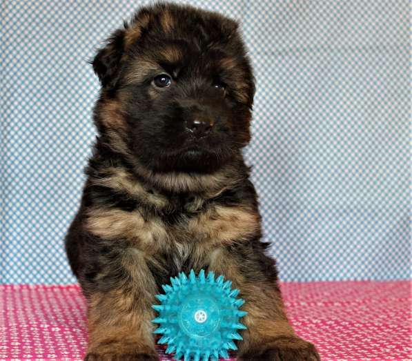 Щенки овчарки Питомник в фото 35