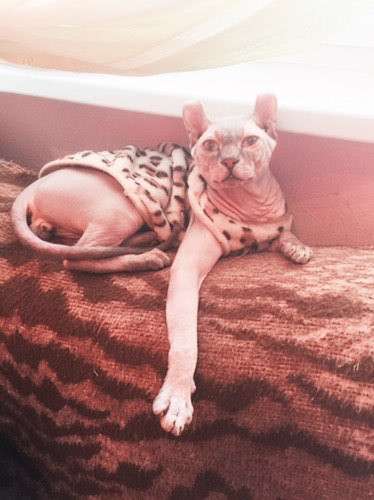 Отдам кота в Москве фото 3