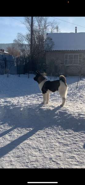 Акита в Ростове-на-Дону фото 25