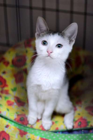 Нежная Мэрри ищет любящего друга в Москве фото 3