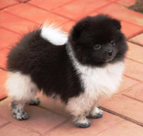 Щенки шпица в Раменское фото 28