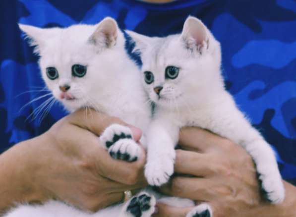 Британские шиншиллы в Санкт-Петербурге фото 3