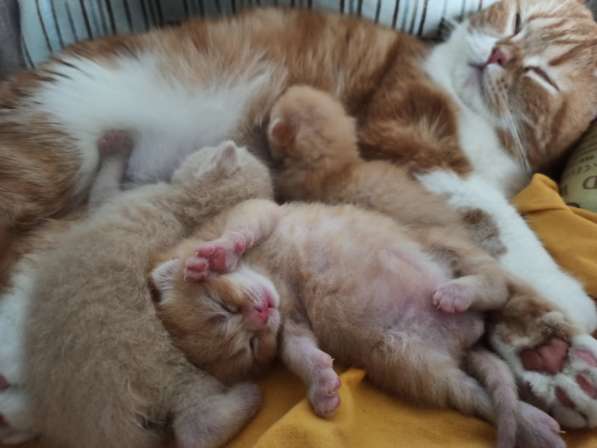 Милые шотландские котята в Серпухове фото 3