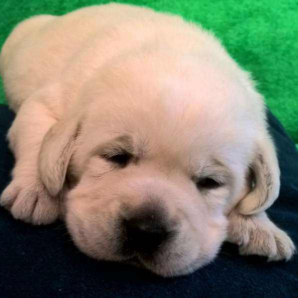 Очень красивые щенки лабрадорар в Иркутске фото 13