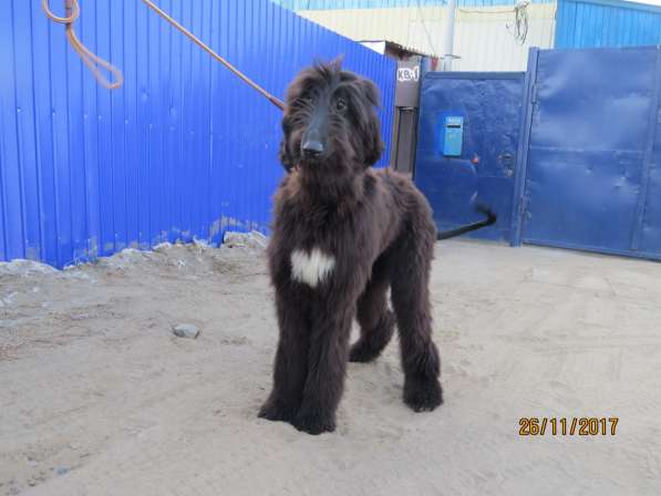 Молодой кобель афганской борзой в Чите фото 4