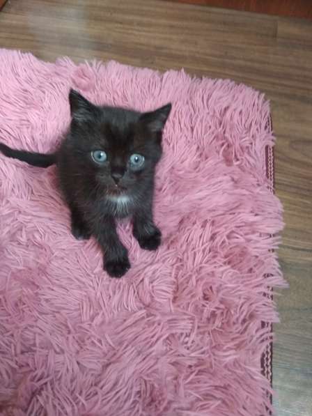 Черный котенок, 1 месяц мальчик