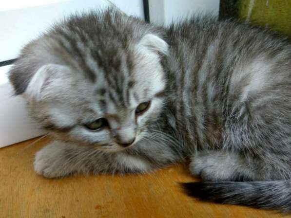 Кот на вязку 1500 -можно котёнком котята от 2000 в Костроме фото 16