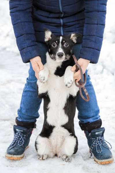 Собака в добрые руки в Санкт-Петербурге фото 3