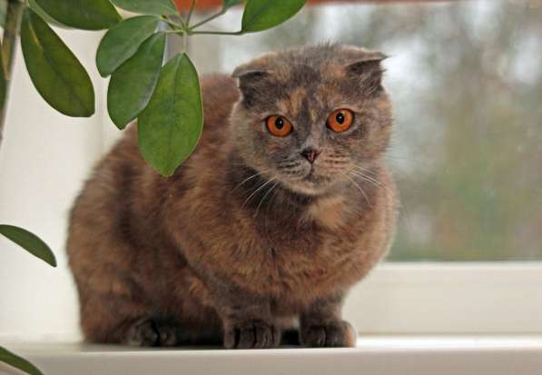 Фиона-вислоушка. Кошка в добрые руки в Калуге фото 13